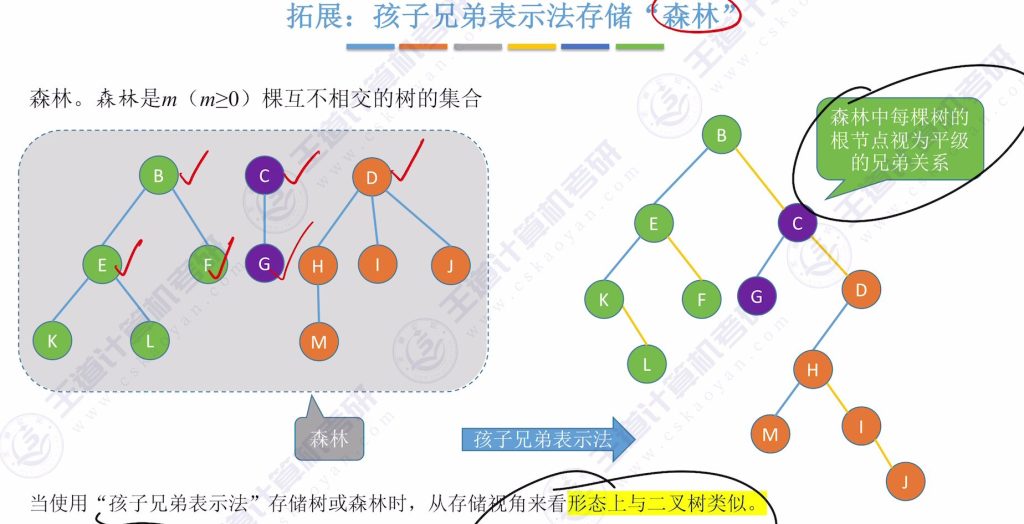 第五章 04树&森林（王道）