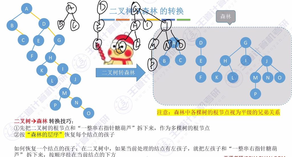 第五章 04树&森林（王道）